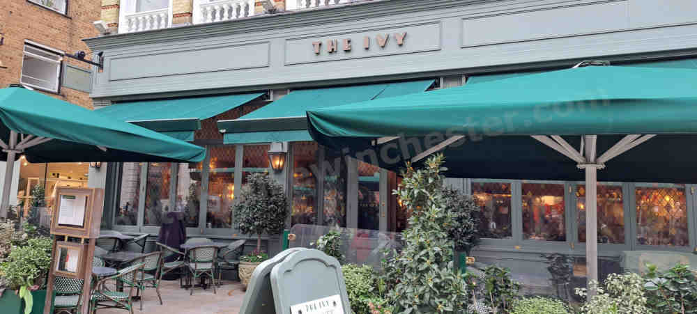 The Ivy
